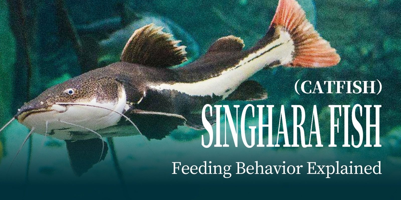 Singhara Fish (Catfish）Feeding Behavior Explained: Simple and Practical Tips