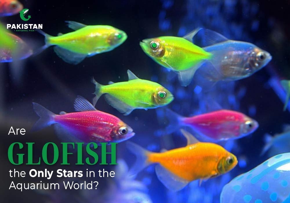 Are Glofish the Only Stars in the Aquarium World?