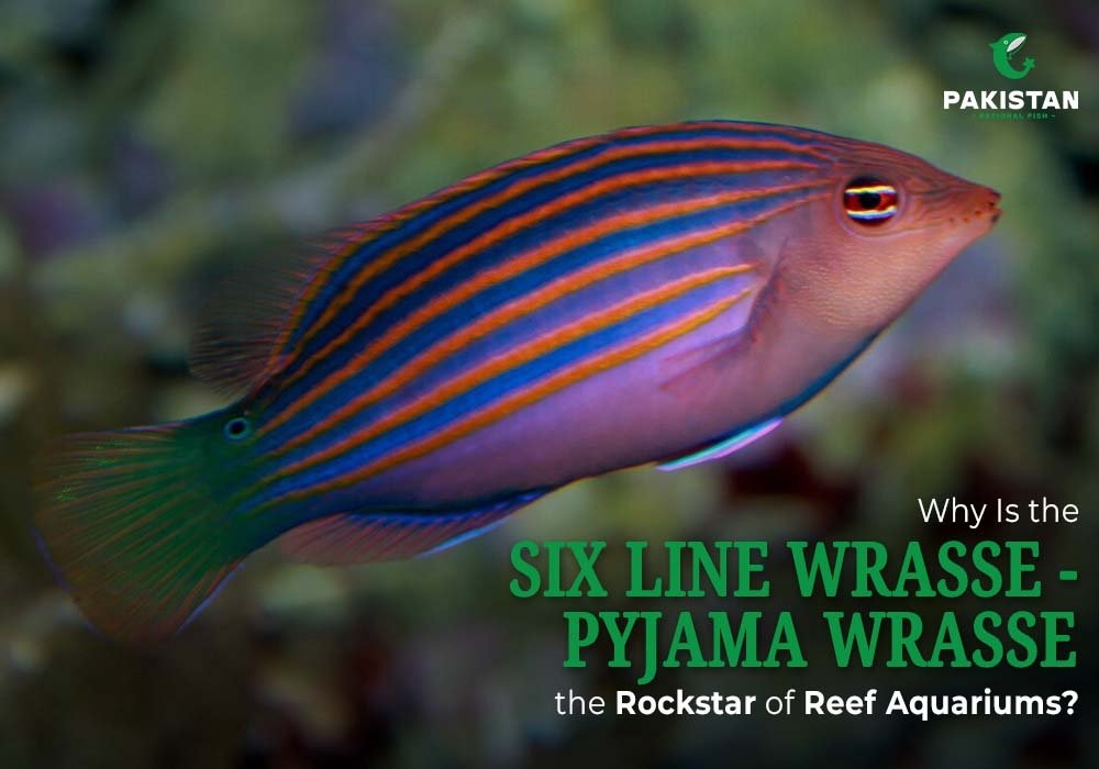 Why Is the Six Line Wrasse/Pyjama wrasse the Rockstar of Reef Aquariums?