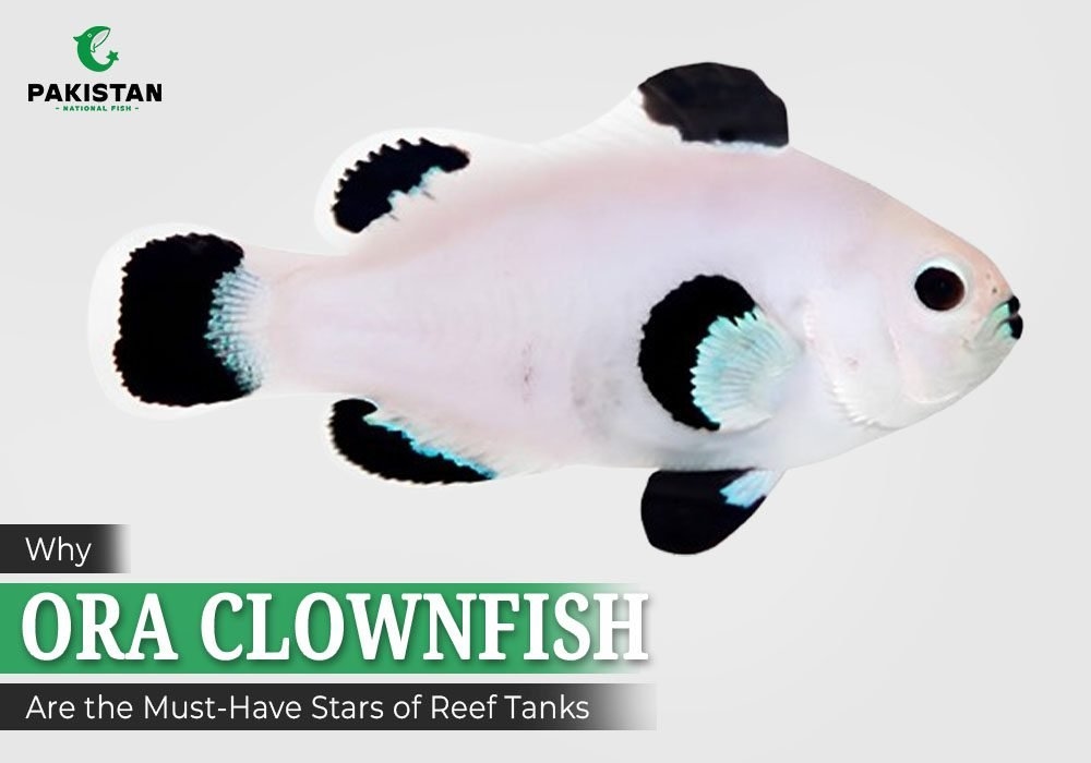 Why ORA Clownfish Are the Must-Have Stars of Reef Tanks