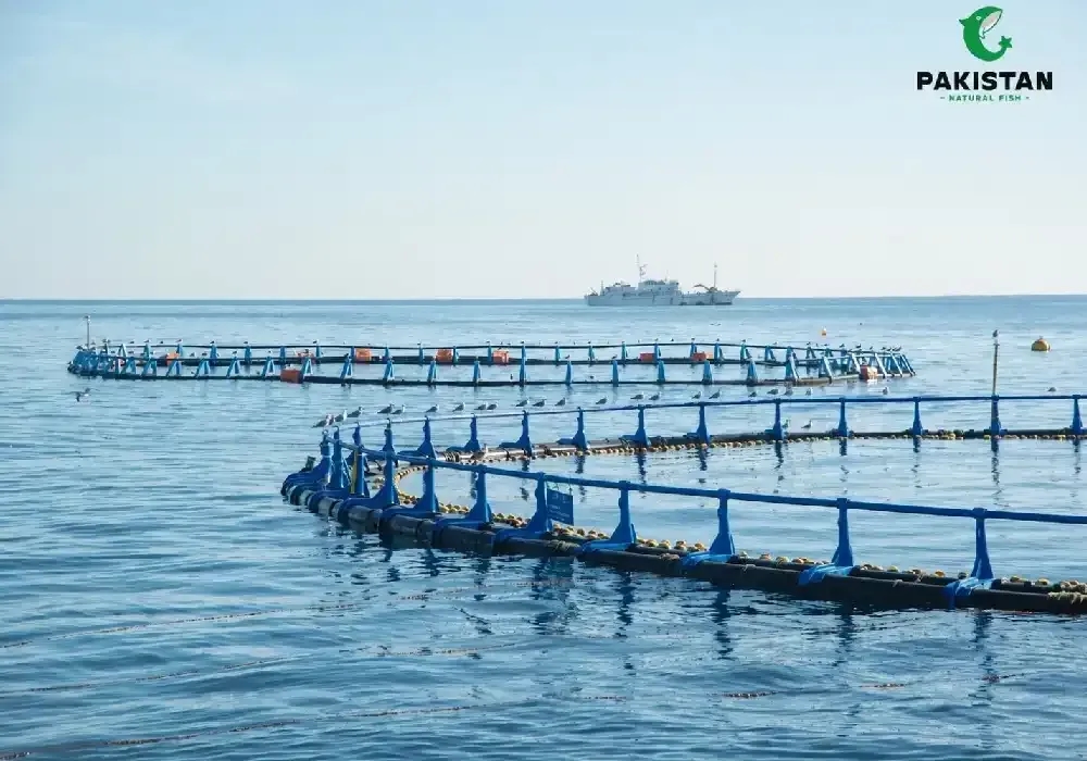 What A Fisheries Management Degree Really Gets You