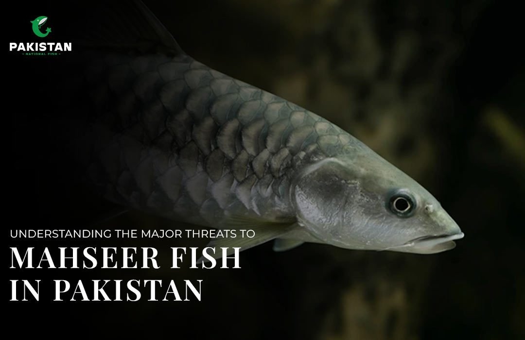 Understanding The Major Threats To Mahseer Fish In Pakistan