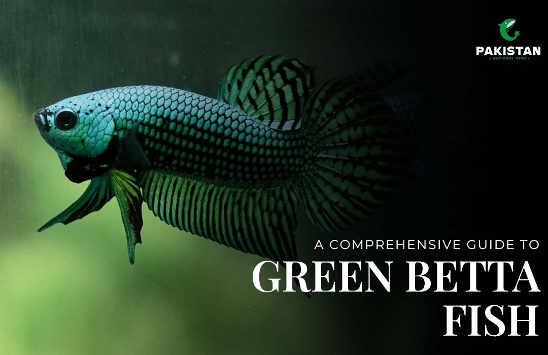 A Comprehensive Guide to Green Betta Fish