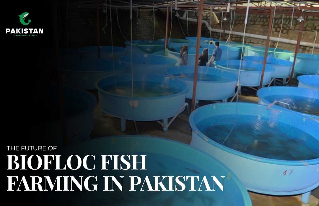 The Future of Biofloc Fish Farming in Pakistan