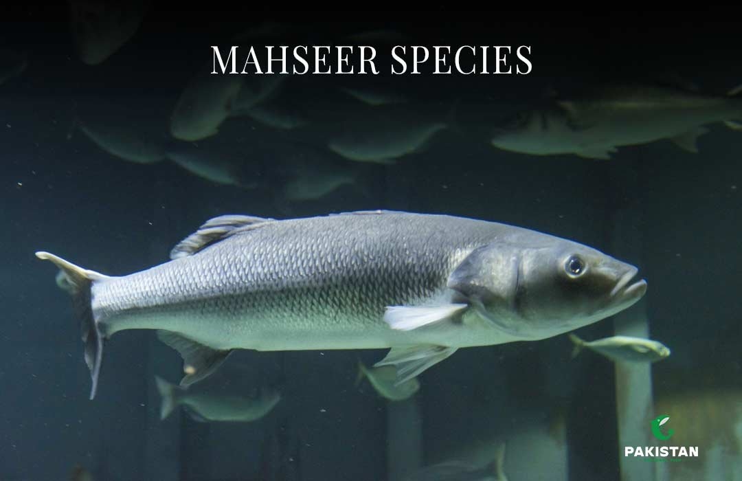 Mahseer Species: Mahseer Fish And its Importance