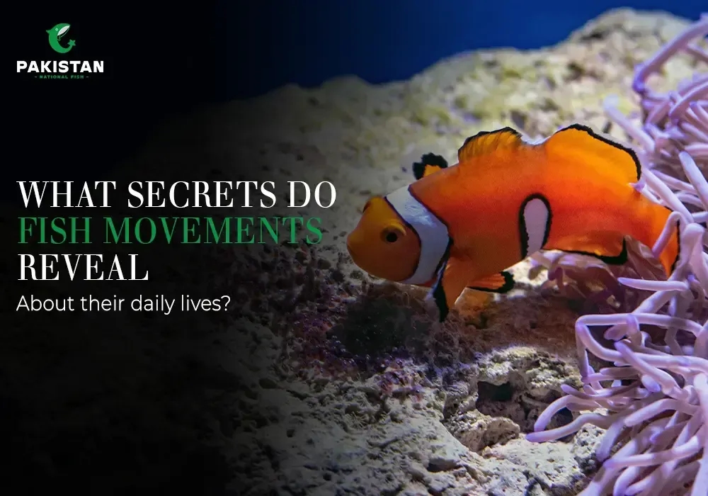 What Secrets Do Fish Movements Reveal About Their Daily Lives?